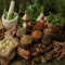 Ayurvedic Spices for Digestion: What Your Kitchen Already Has